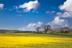 Spring Day along Hwy 1